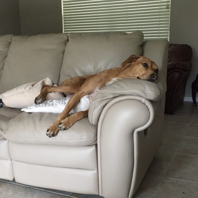 Lazy Dog Days