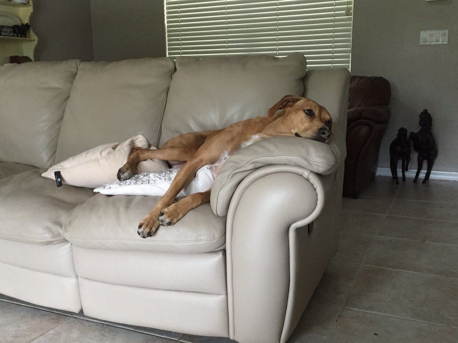 Lazy Dog Days