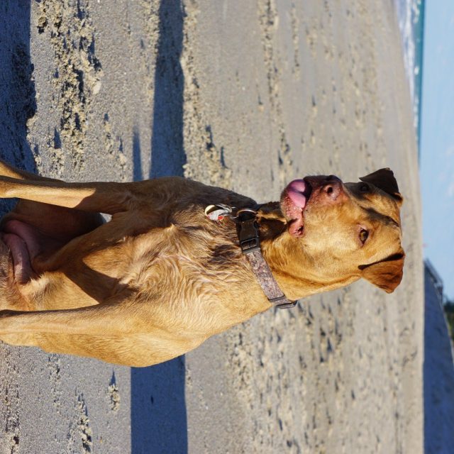 Lifeguard Bailey