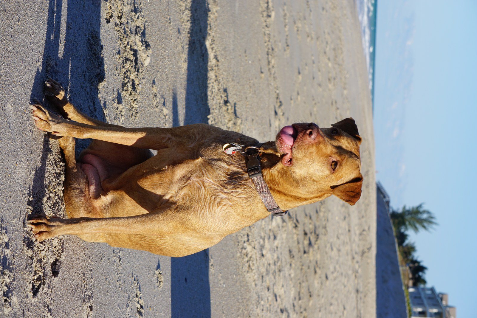 Lifeguard Bailey