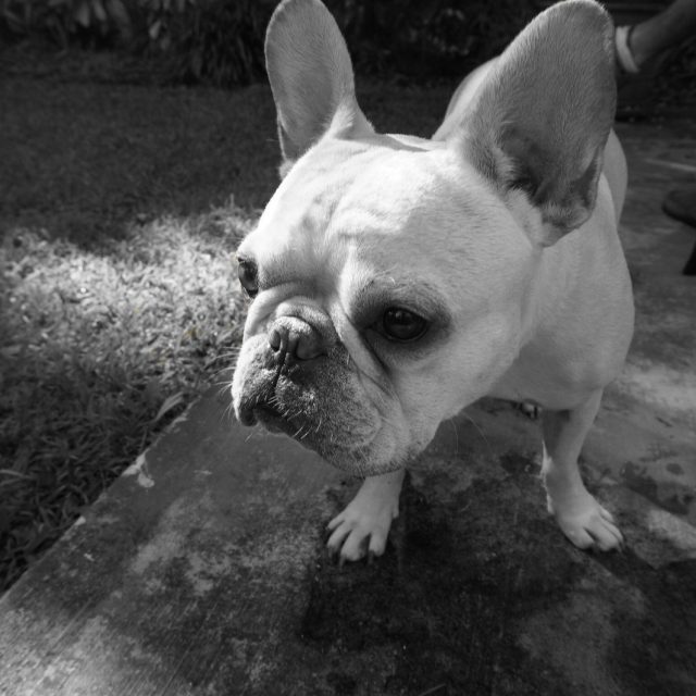 Buddha The Bully