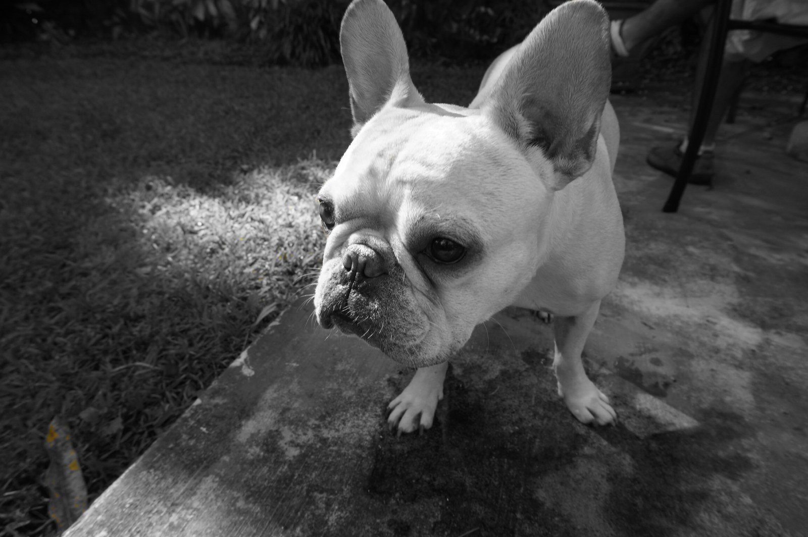 Buddha The Bully