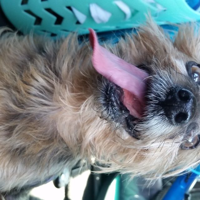 Suns Out, Tongue Out!