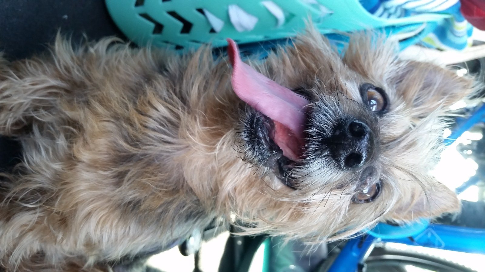 Suns Out, Tongue Out!