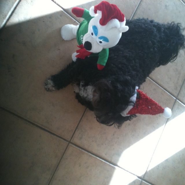 Sammy Claus