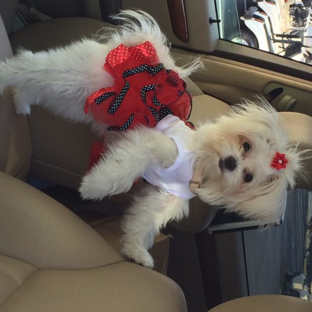 Puppy Girl In The Red Dress ;o)