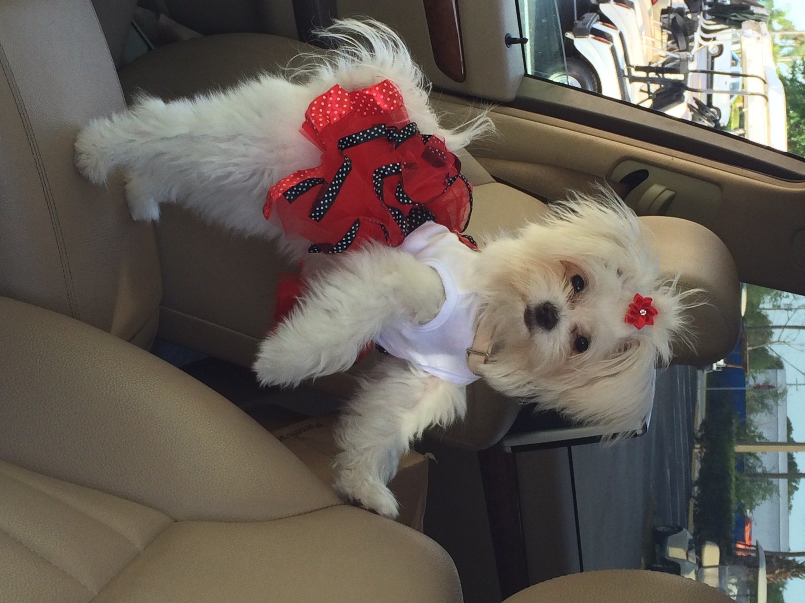 Puppy Girl In The Red Dress ;o)