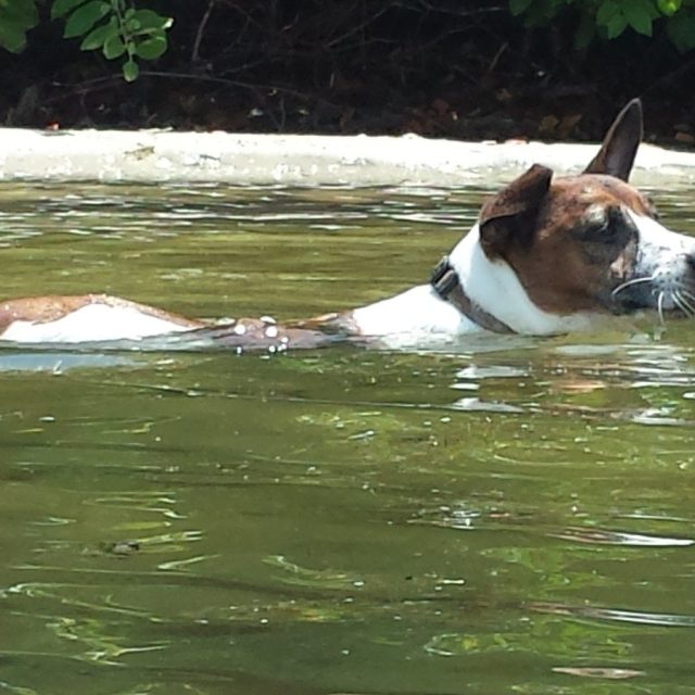 River Pup....