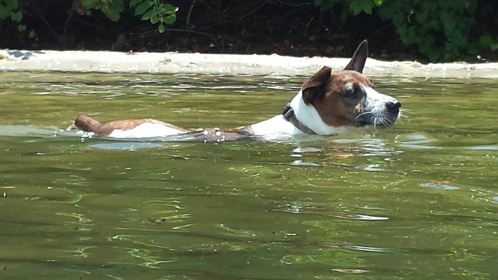 River Pup....