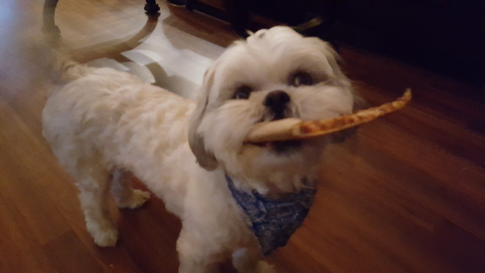 Pizza Pizza Pizza