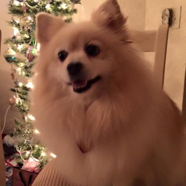 Merry Christmas From Taffy