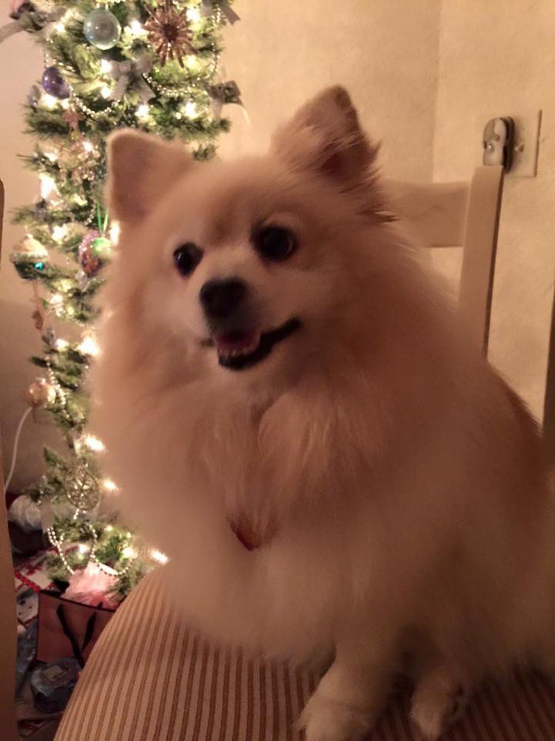 Merry Christmas From Taffy