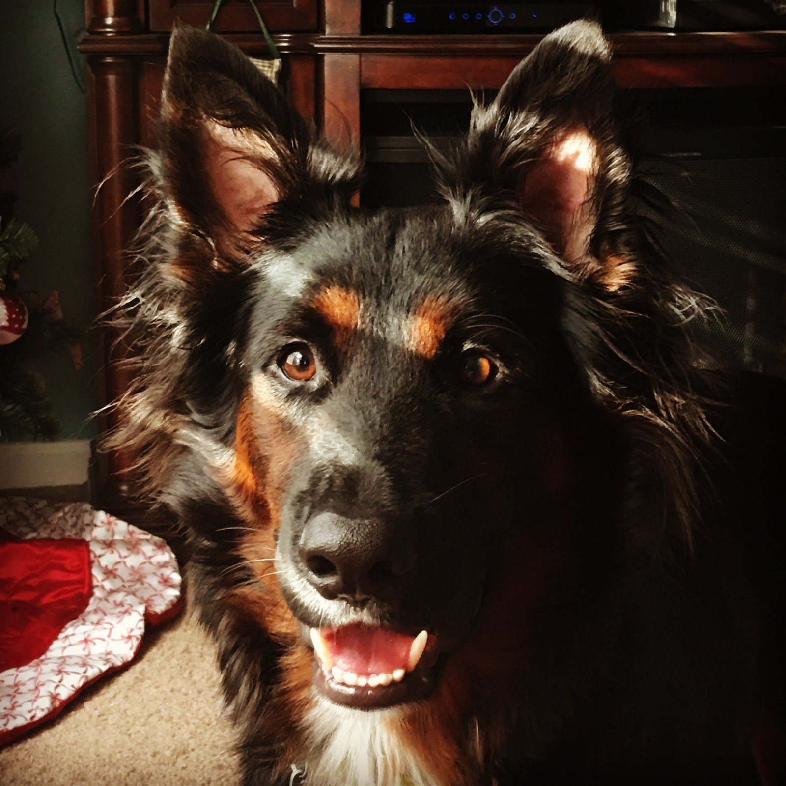 Bernard The Sunlight Pup