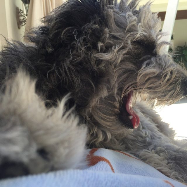 Kozy Kirby On A Lazy Afternoon By The Pool.