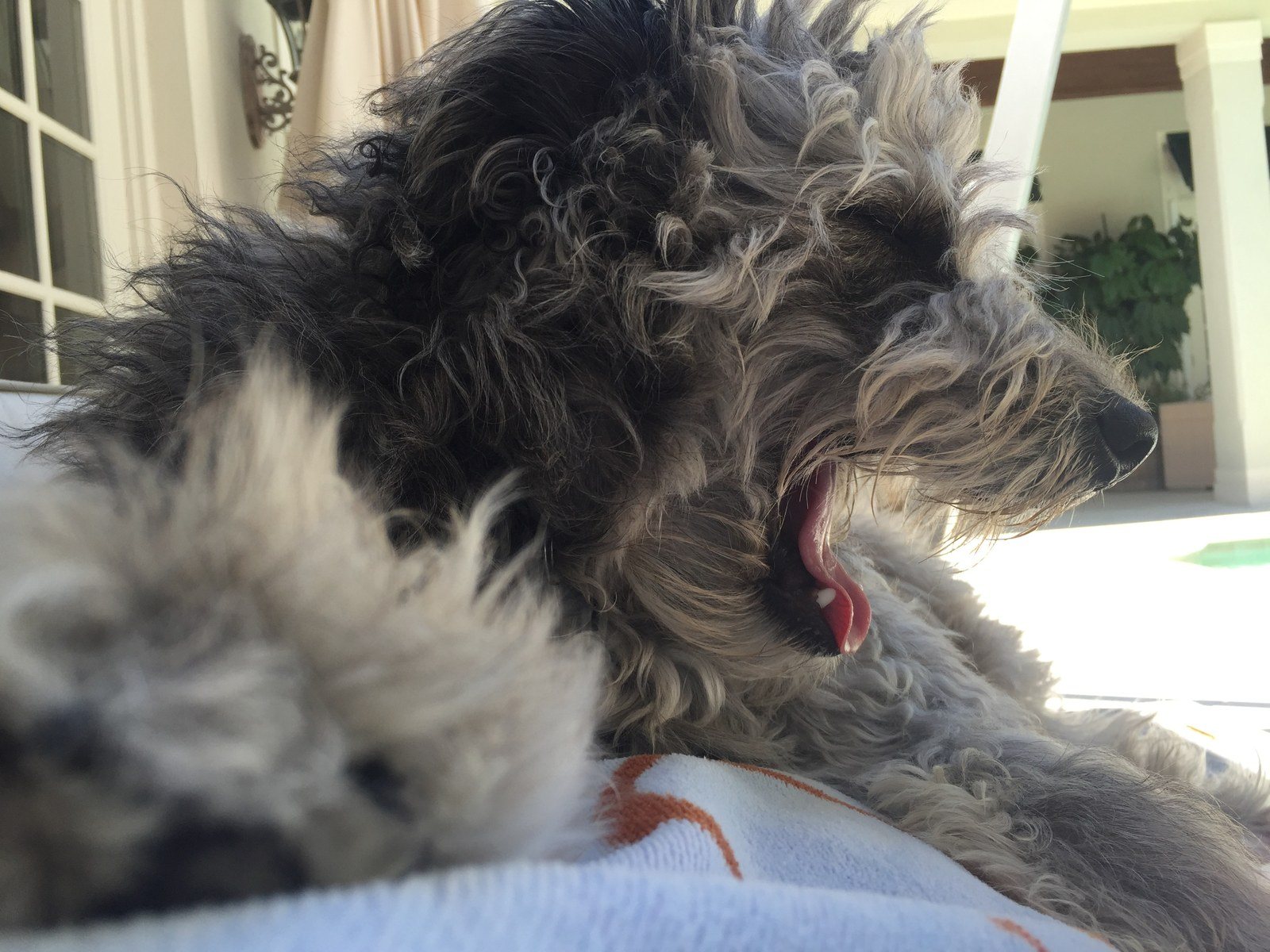 Kozy Kirby On A Lazy Afternoon By The Pool.