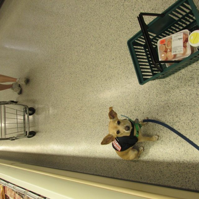 My Service Dog In Action