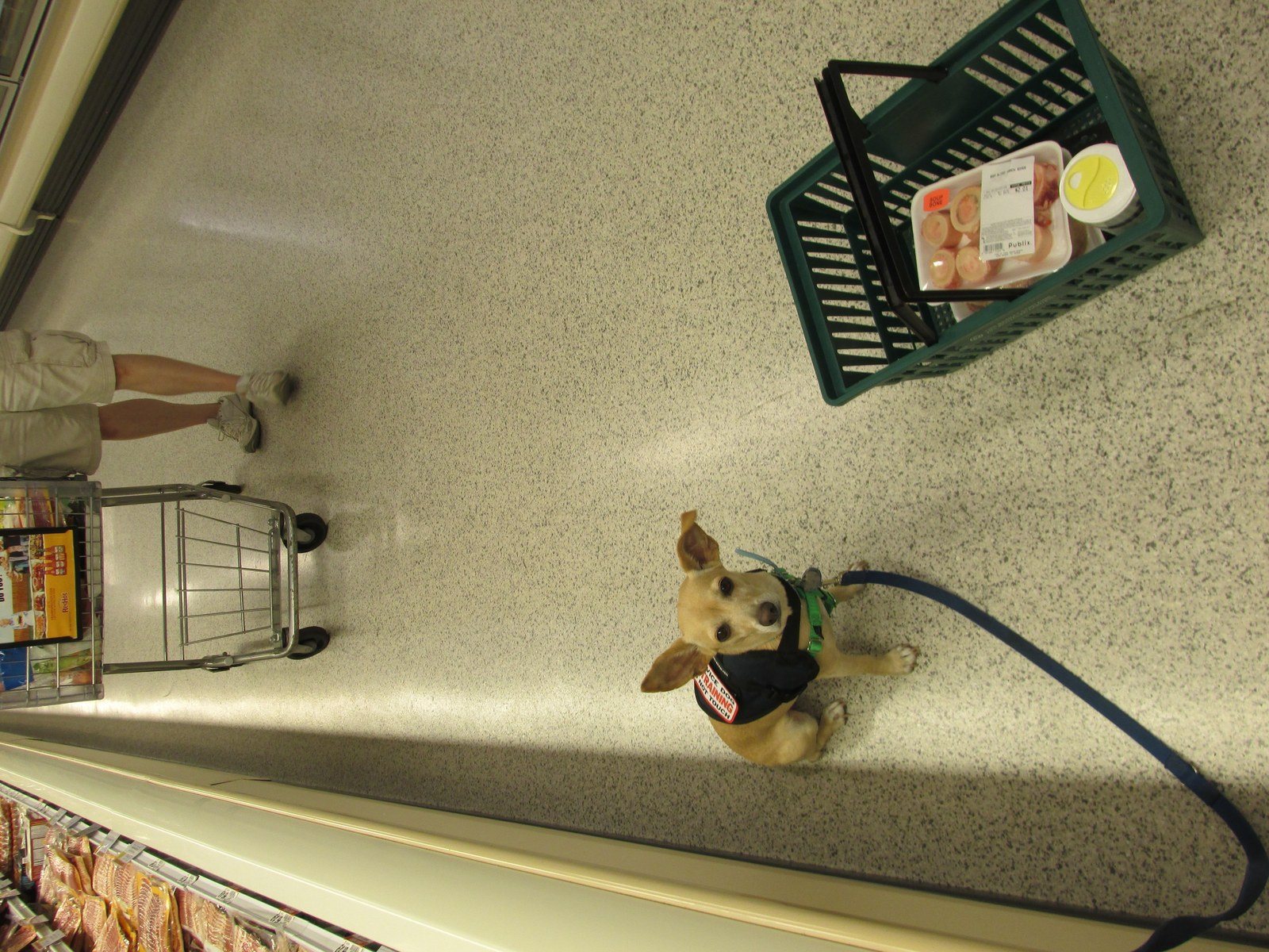 My Service Dog In Action