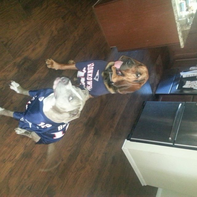 Pats Fans