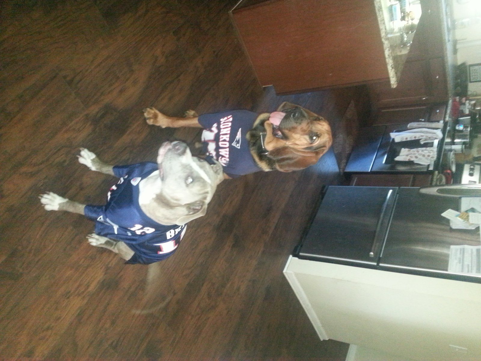 Pats Fans