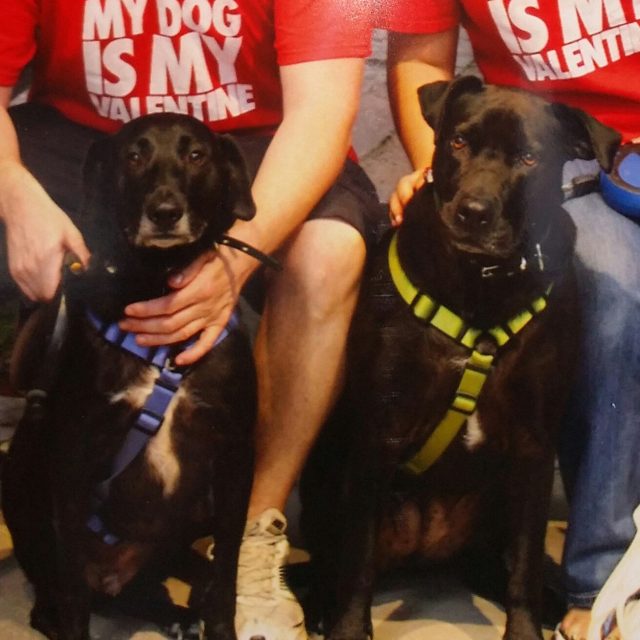 My Valentine Pups Melvin And Ninja