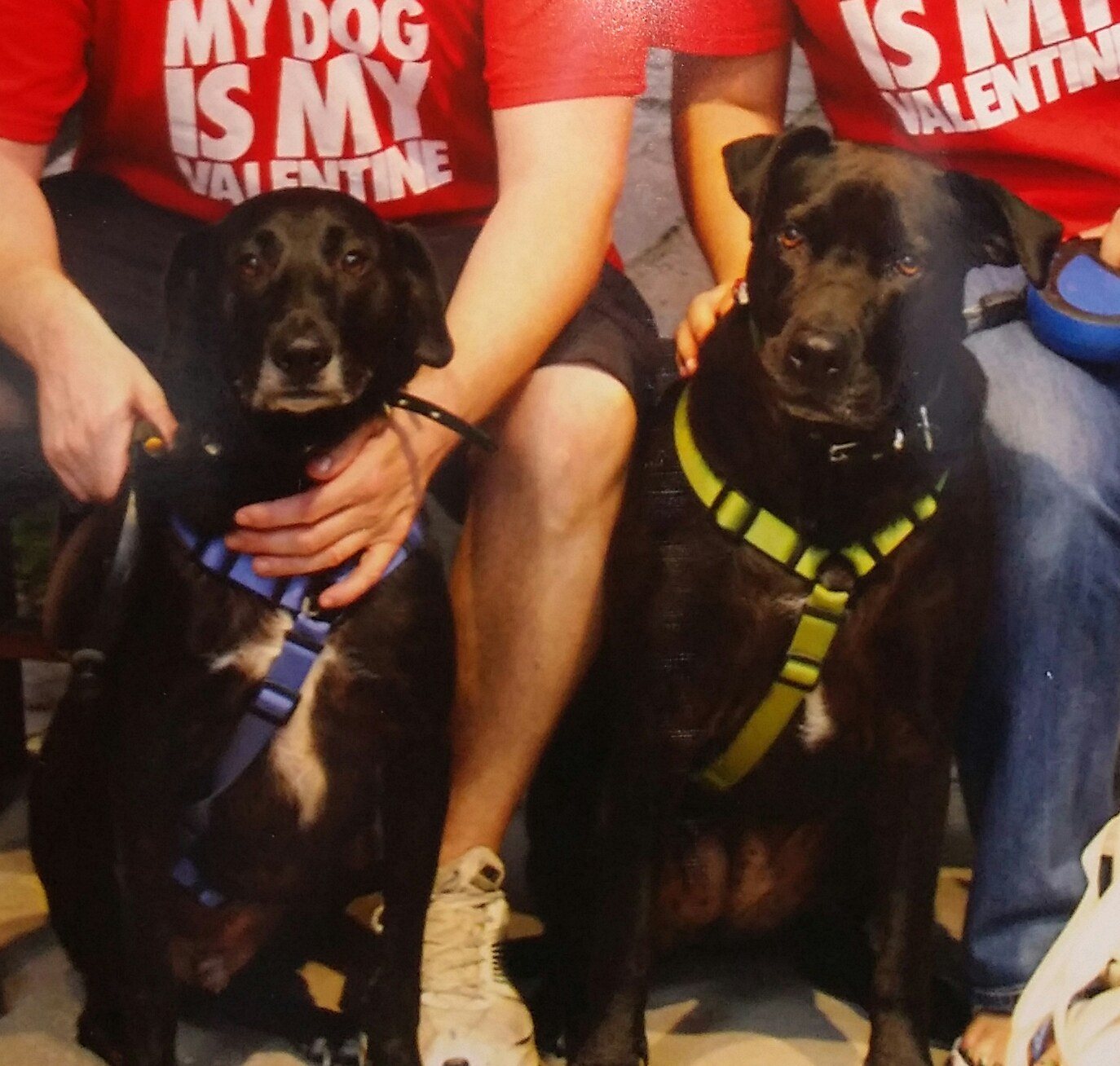 My Valentine Pups Melvin And Ninja