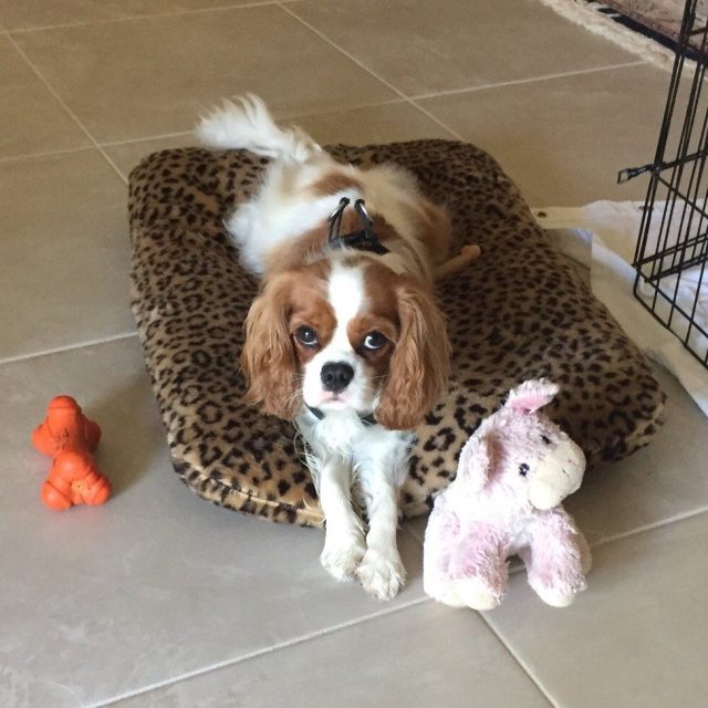 Juliet - Prettiest Girl In Vero Beach