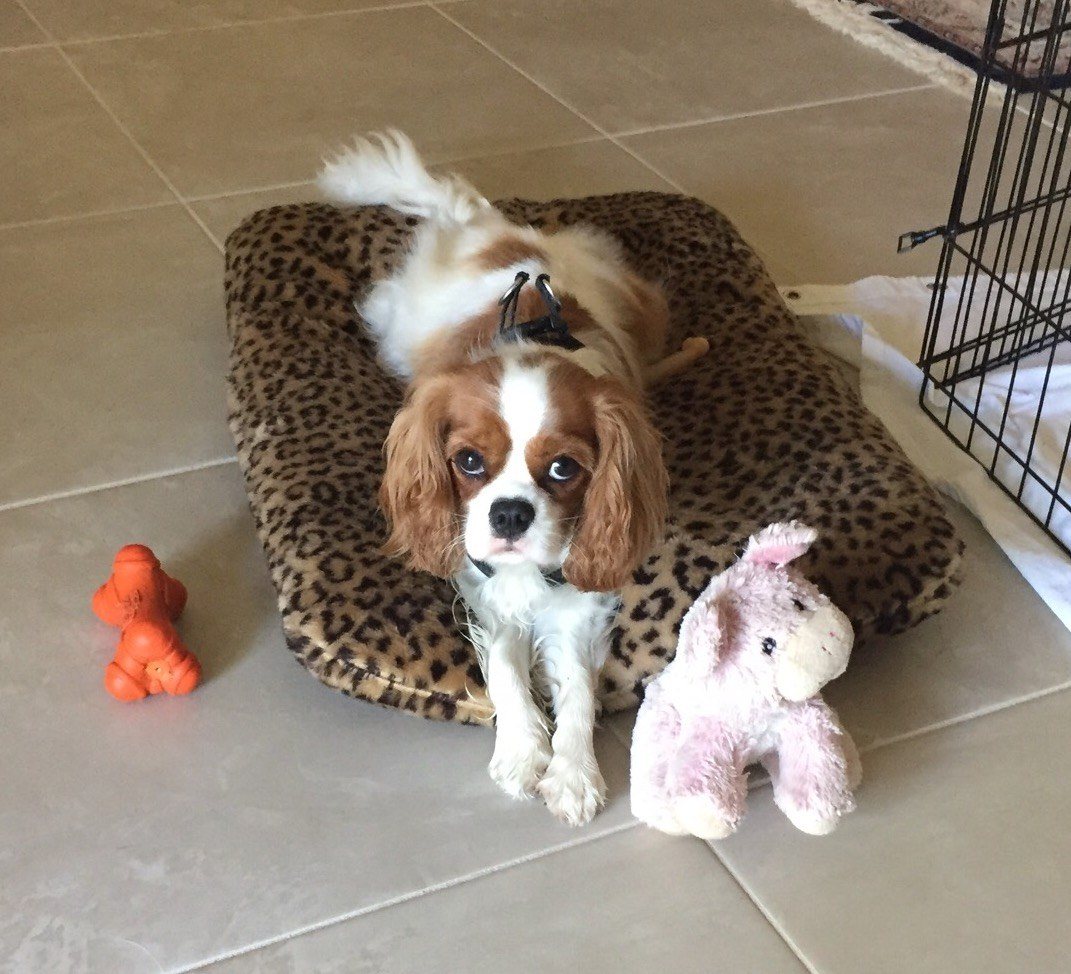 Juliet - Prettiest Girl In Vero Beach