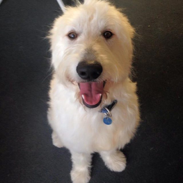 My Goldendoodle Chewie