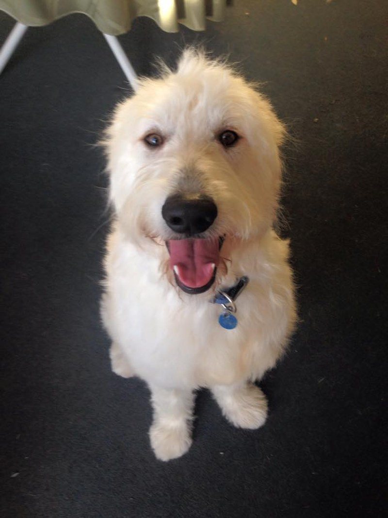 My Goldendoodle Chewie