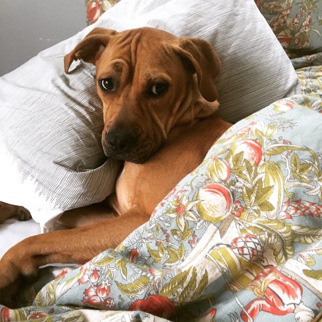 Sweetest Dreams