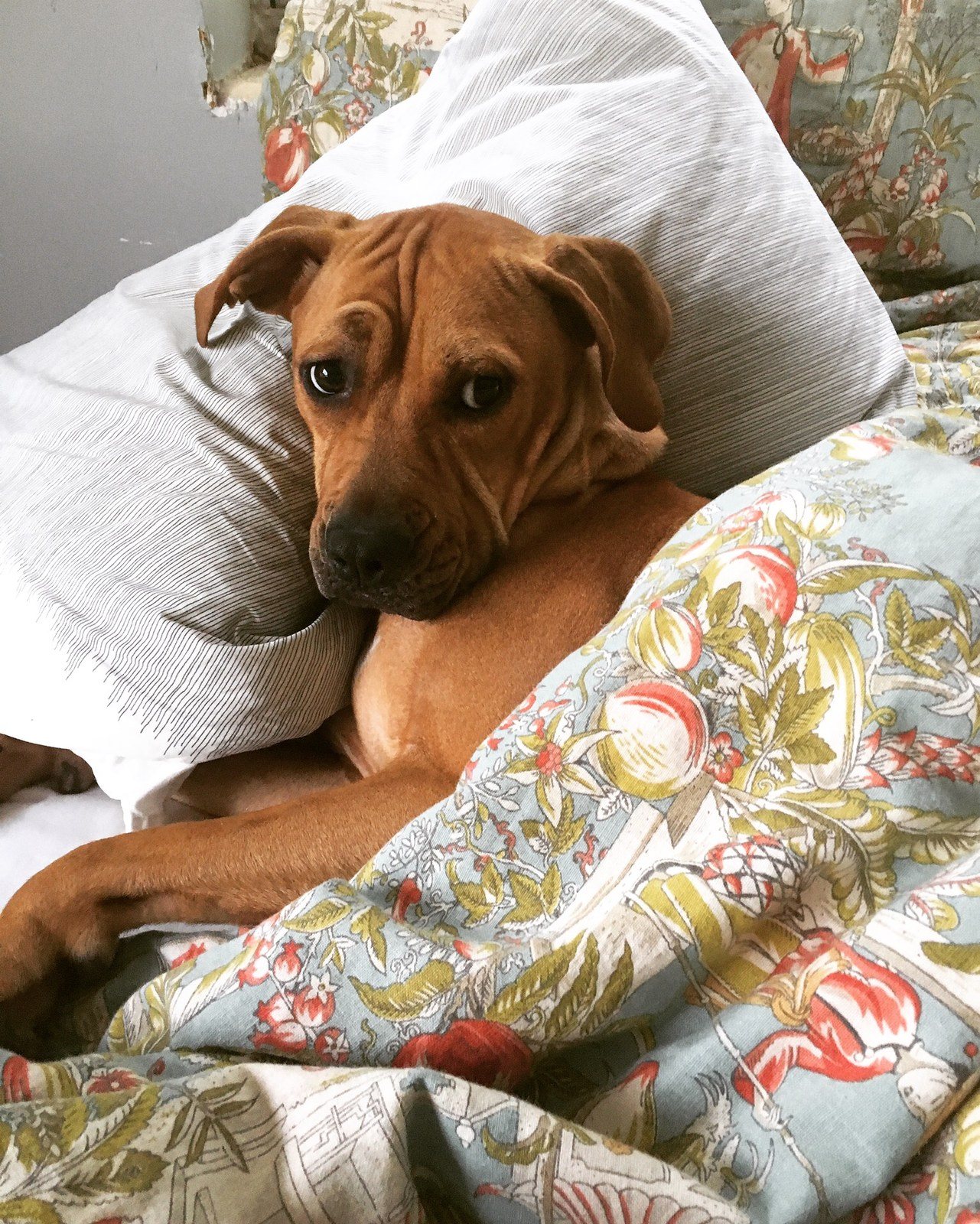 Sweetest Dreams