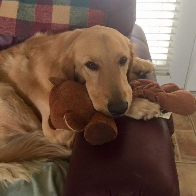 Teddy In Fav Chair