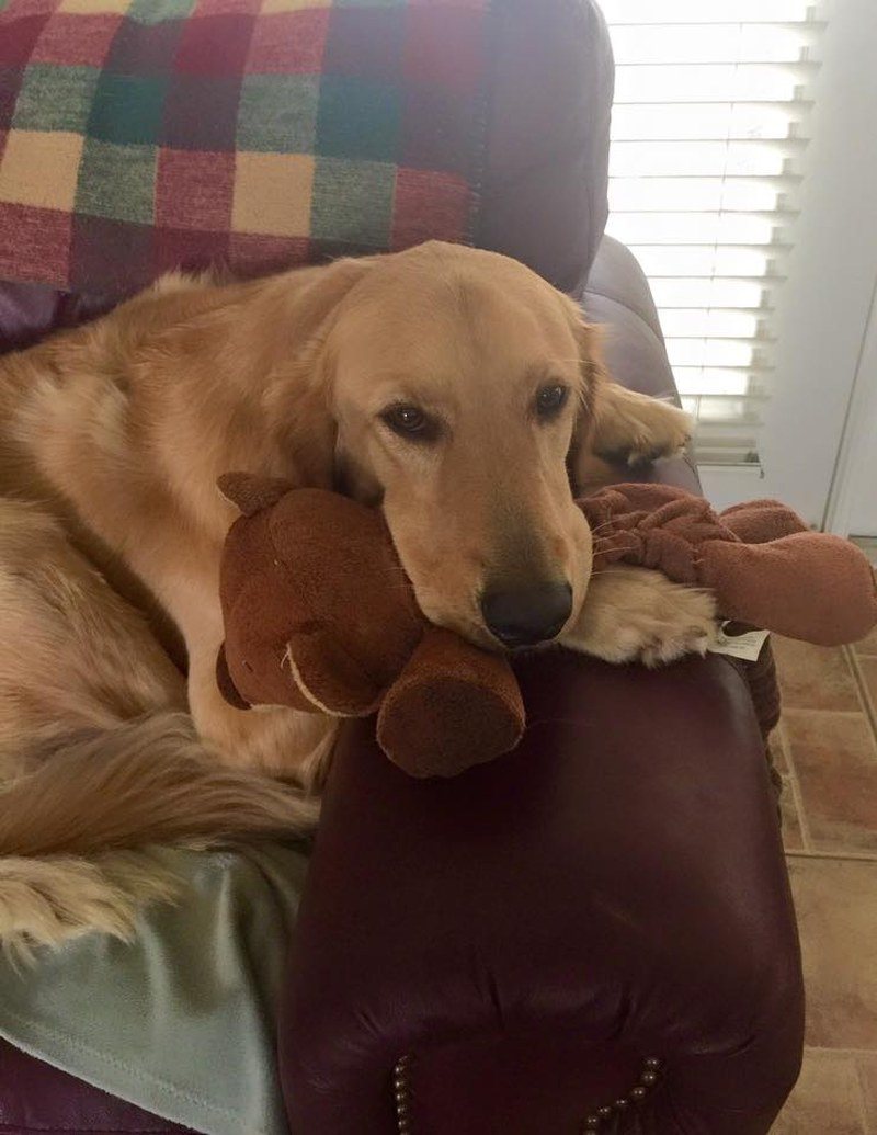 Teddy In Fav Chair