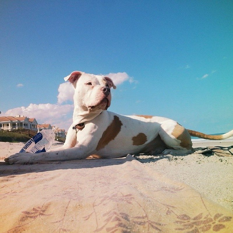 A Day At The Beach With Bo !