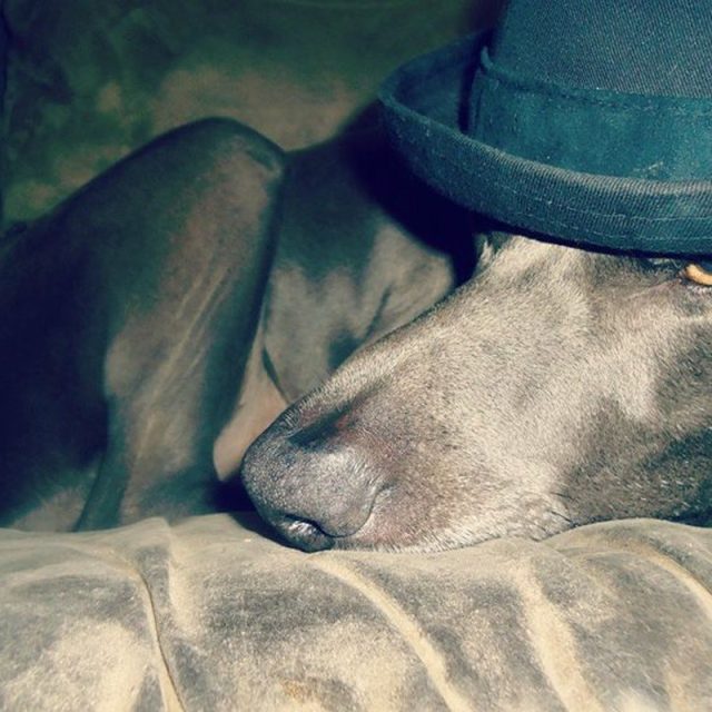 Mr Oakley In Style