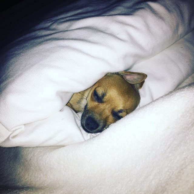 Ziggy Burrito