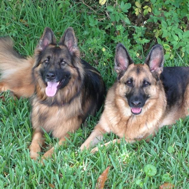 Belle And Koda