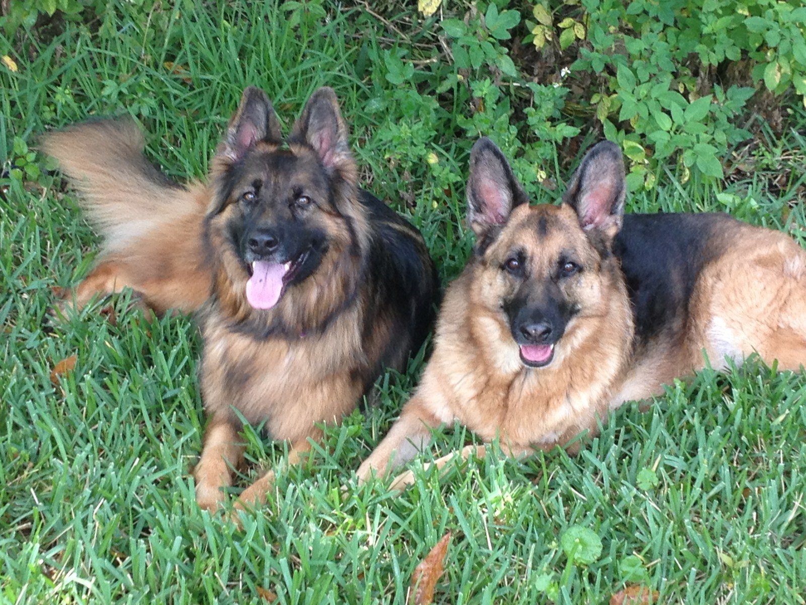Belle And Koda