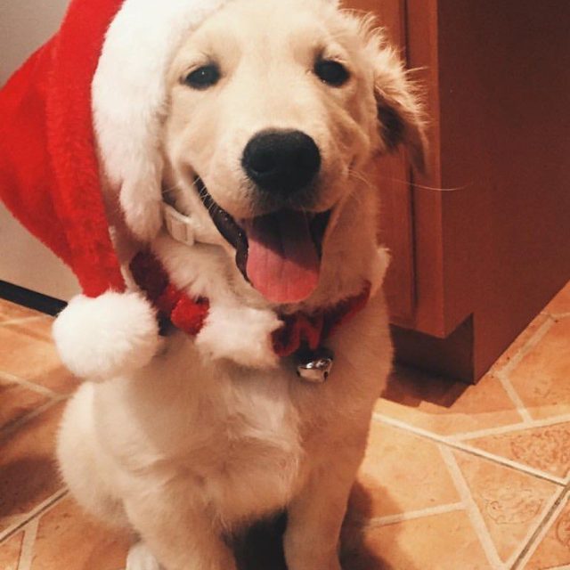 Merry "Finn"mas!