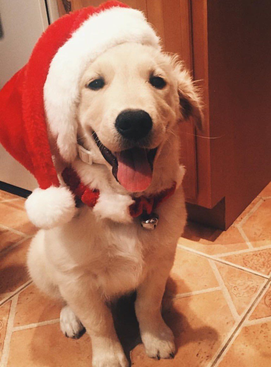 Merry "Finn"mas!