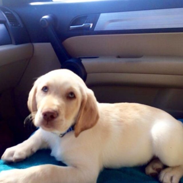 Milo For A Ride