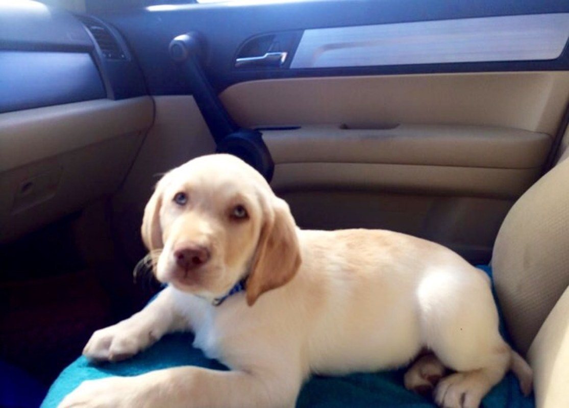Milo For A Ride
