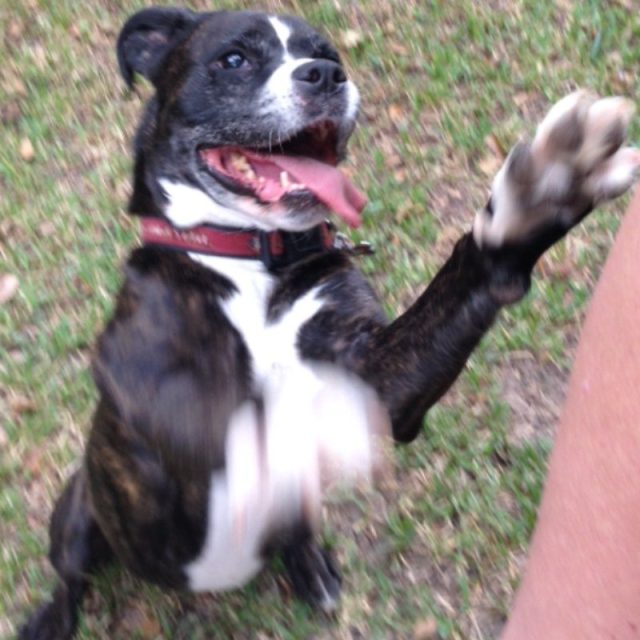 Here's My Paw/s, NOW THROW THE BALL!