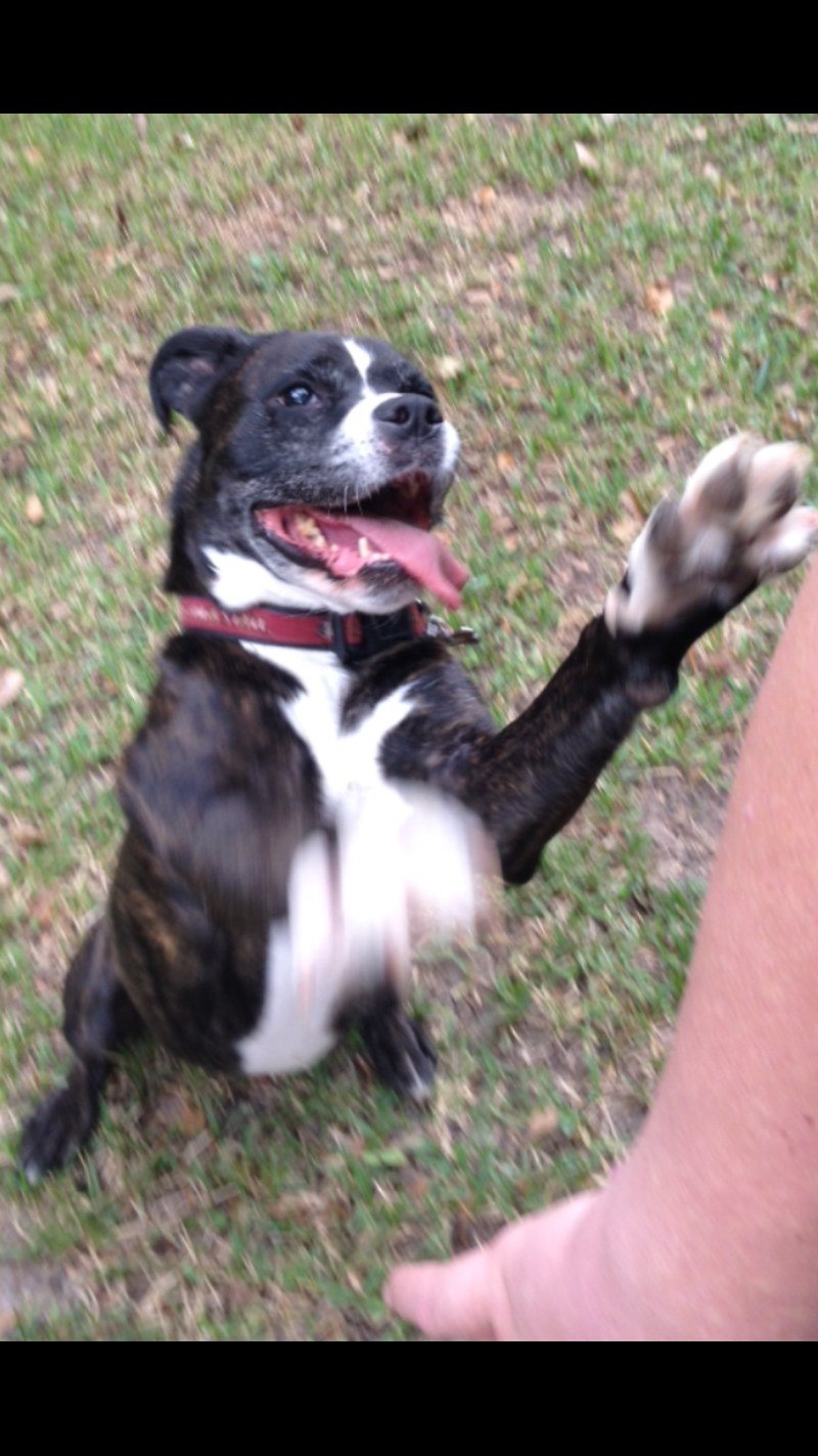 Here's My Paw/s, NOW THROW THE BALL!