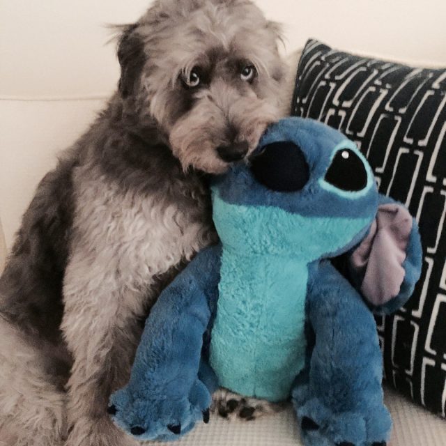Kozy And His Best Buddy Stitch
