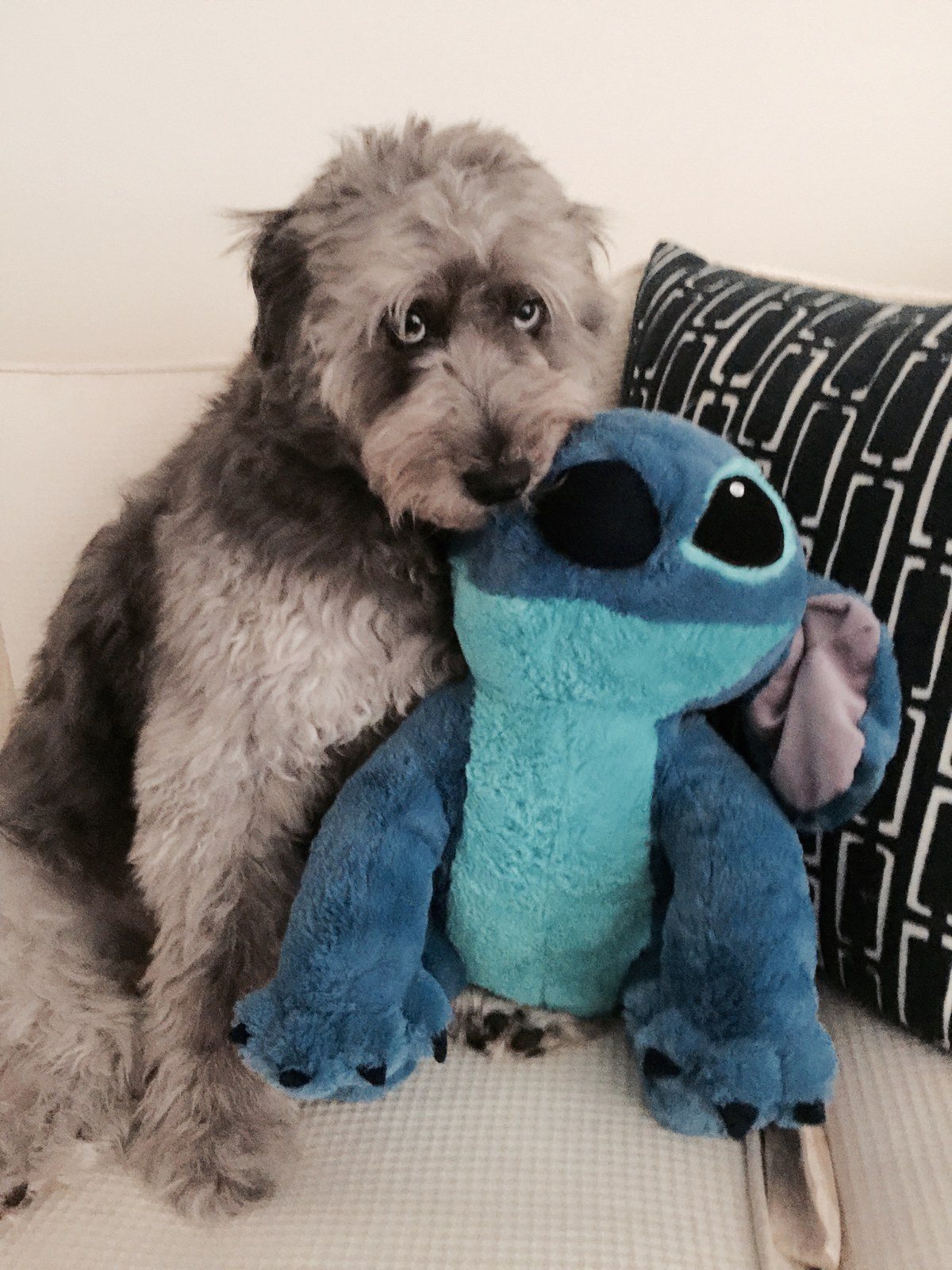 Kozy And His Best Buddy Stitch