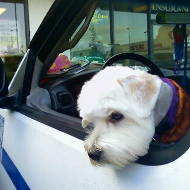 Caught By Animal Control