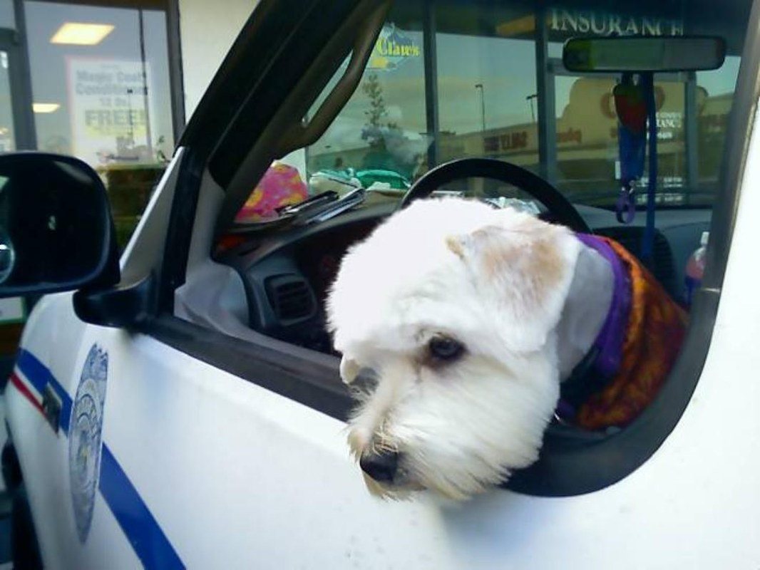 Caught By Animal Control