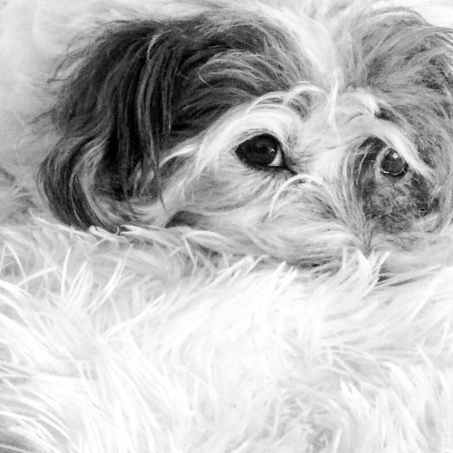 Best Friend