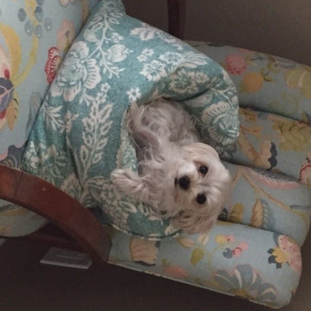 What Do You Mean I'm Not Supposed To Be In This Chair?
